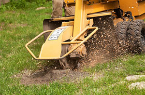 Stump Grinding South Lanarkshire - Tree Surgery Services