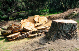 Tree Removal South Lanarkshire - Tree Removal Services