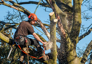 Tree Surgeons West Sussex - Tree Surgery Services